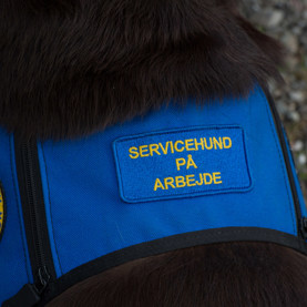 ID vest til servicehunde der er på arbejde