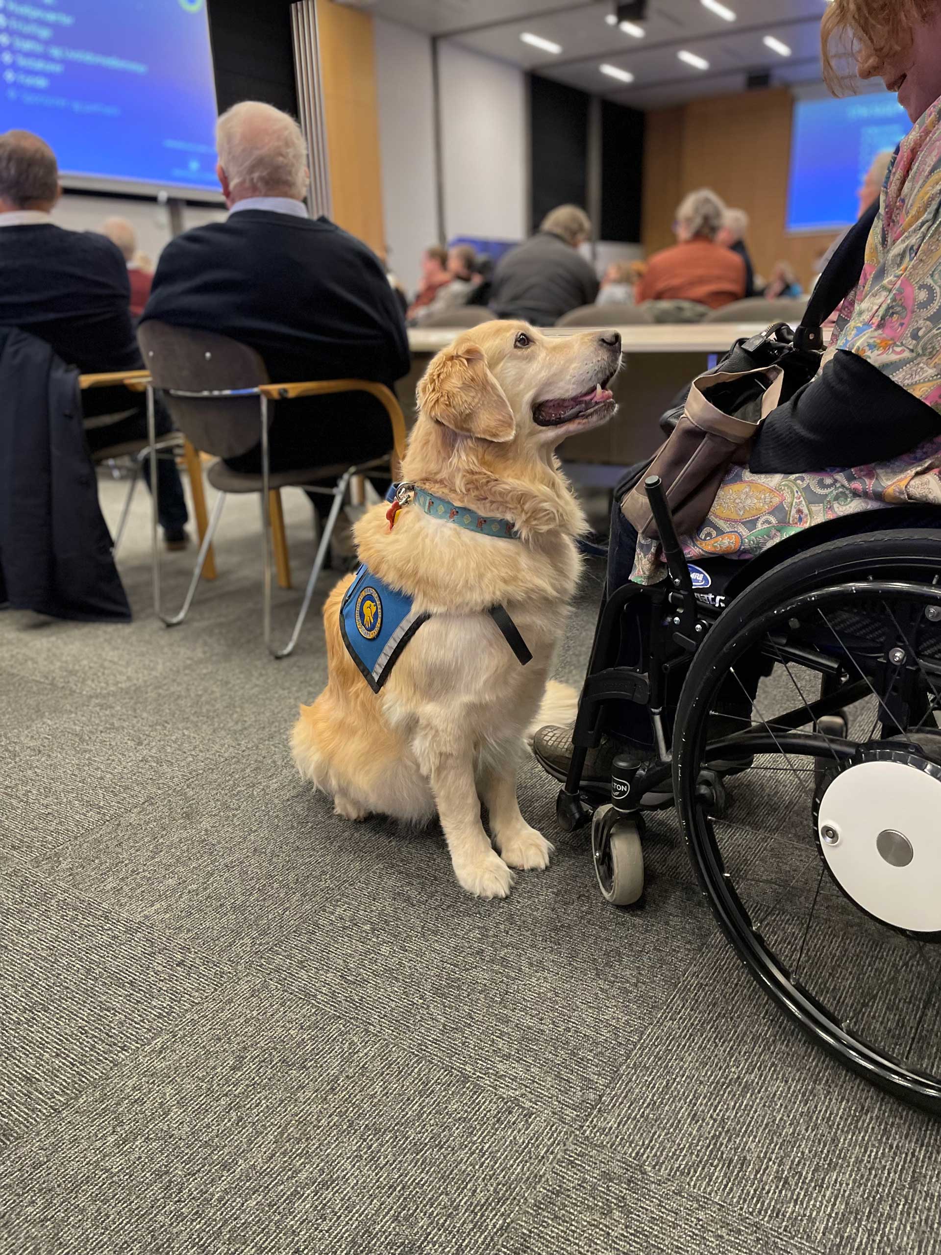 Servicehund der sidder på gulvet og kigger op på bruger