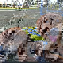 Servicehunden Daisy ligger udenfor foran et fodboldmål