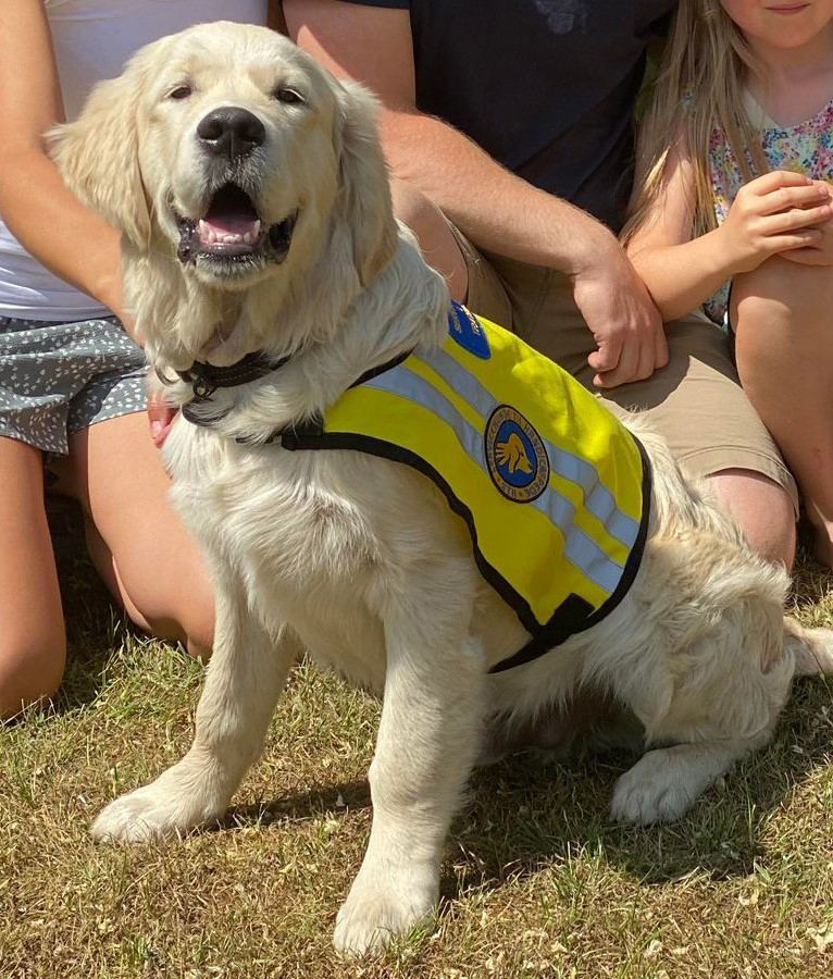 Hvalpeaspirant Topper med ID vest på