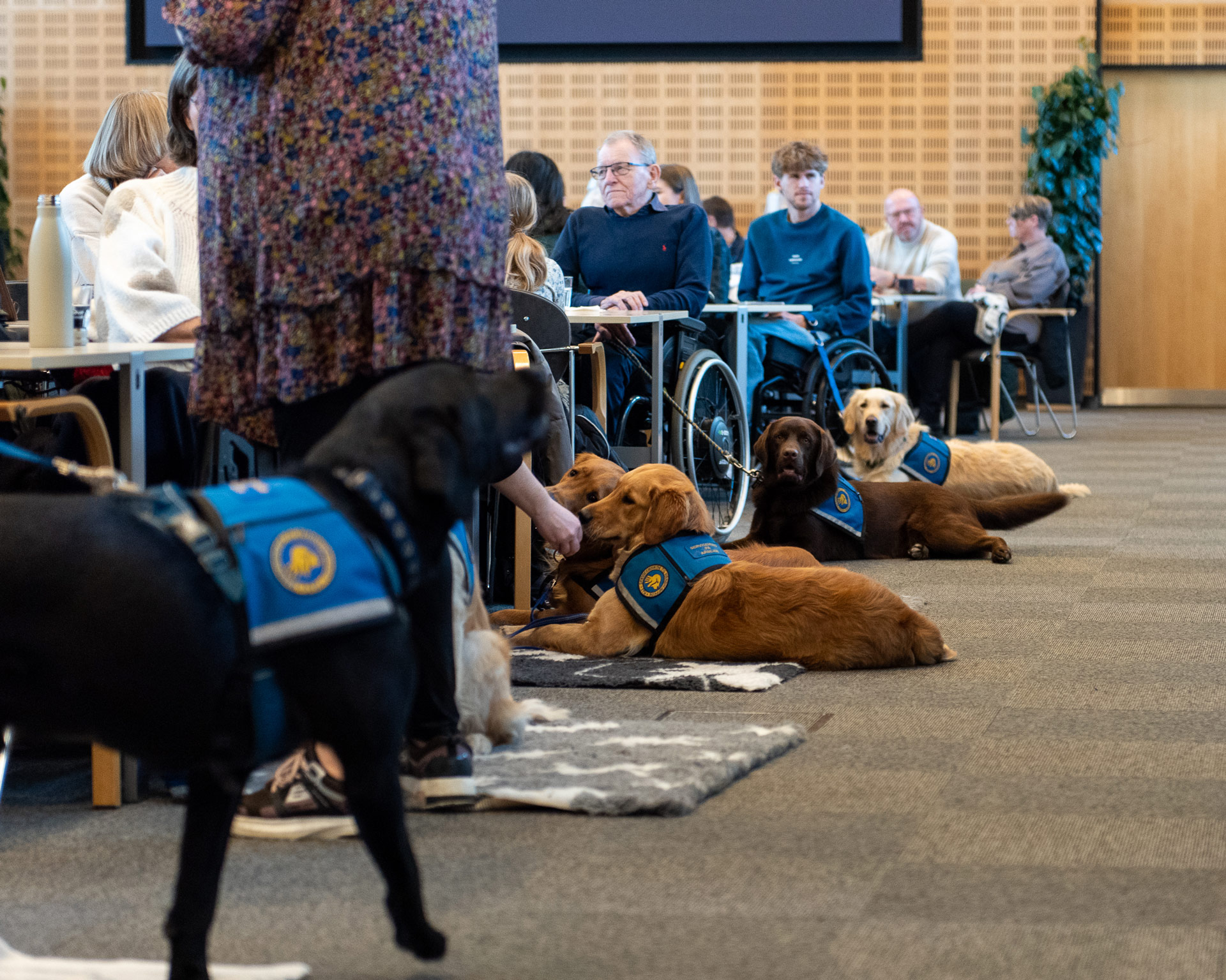 Servicehunde der ligger på gulvet ved siden af deres brugere til graduation