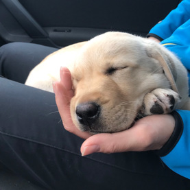 Hvalpeaspirant Ilja der sover i en bil