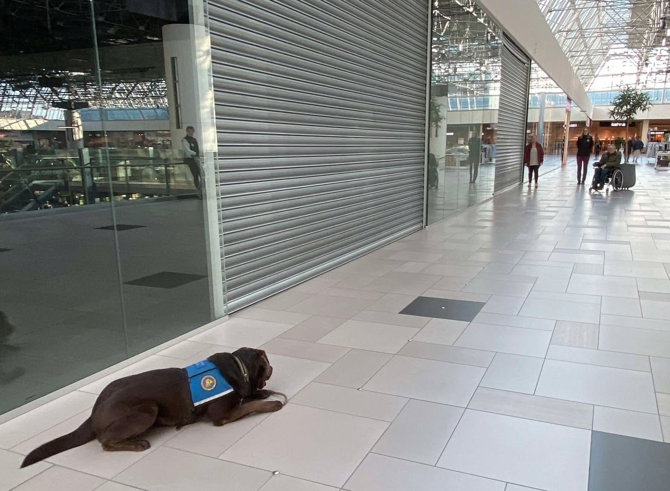 Servicehund Teton i et shoppingcenter