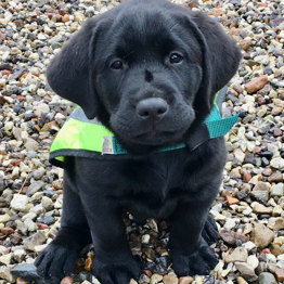 Hvalpeaspirant Sorba