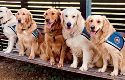 Billede af servicehunde på række