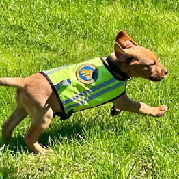 Hvalpeaspirant Civa der løber