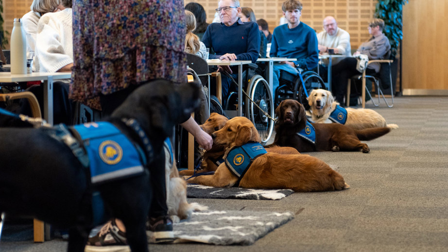 Servicehunde der ligger på gulvet til graduation