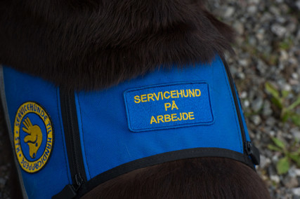 Servicehund med ID vest på hvor der står at hunden på arbejde