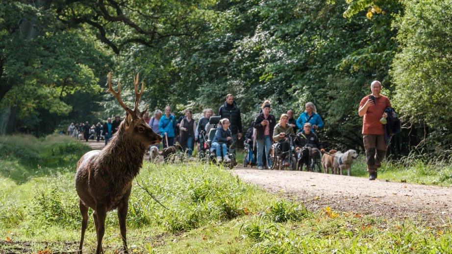 På tur i en skov hvor der står en hjort til Dog A Thon