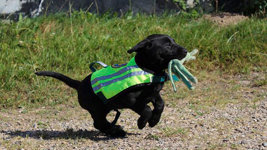 Hvalpeaspirant der løber med en bamse i munden