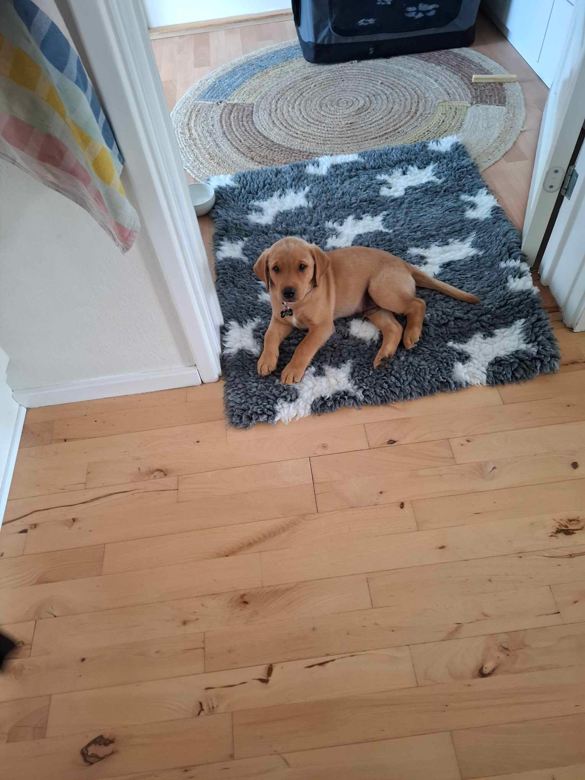 Hvalpeaspirant Uno ligger på en tæppe indenfor