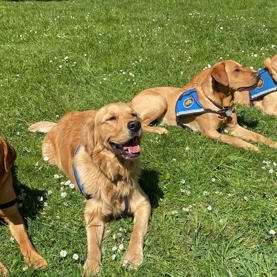Servicehundende Pippi, Oskar, Ralle Og Civa der ligger på en græsplæne sammen