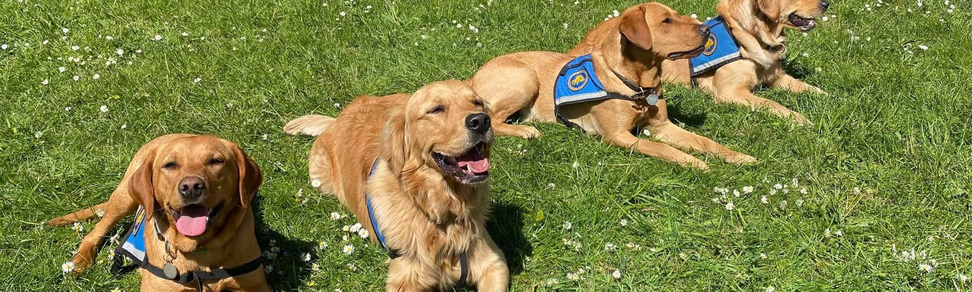 Servicehundende Pippi, Oskar, Ralle Og Civa der ligger på en græsplæne sammen