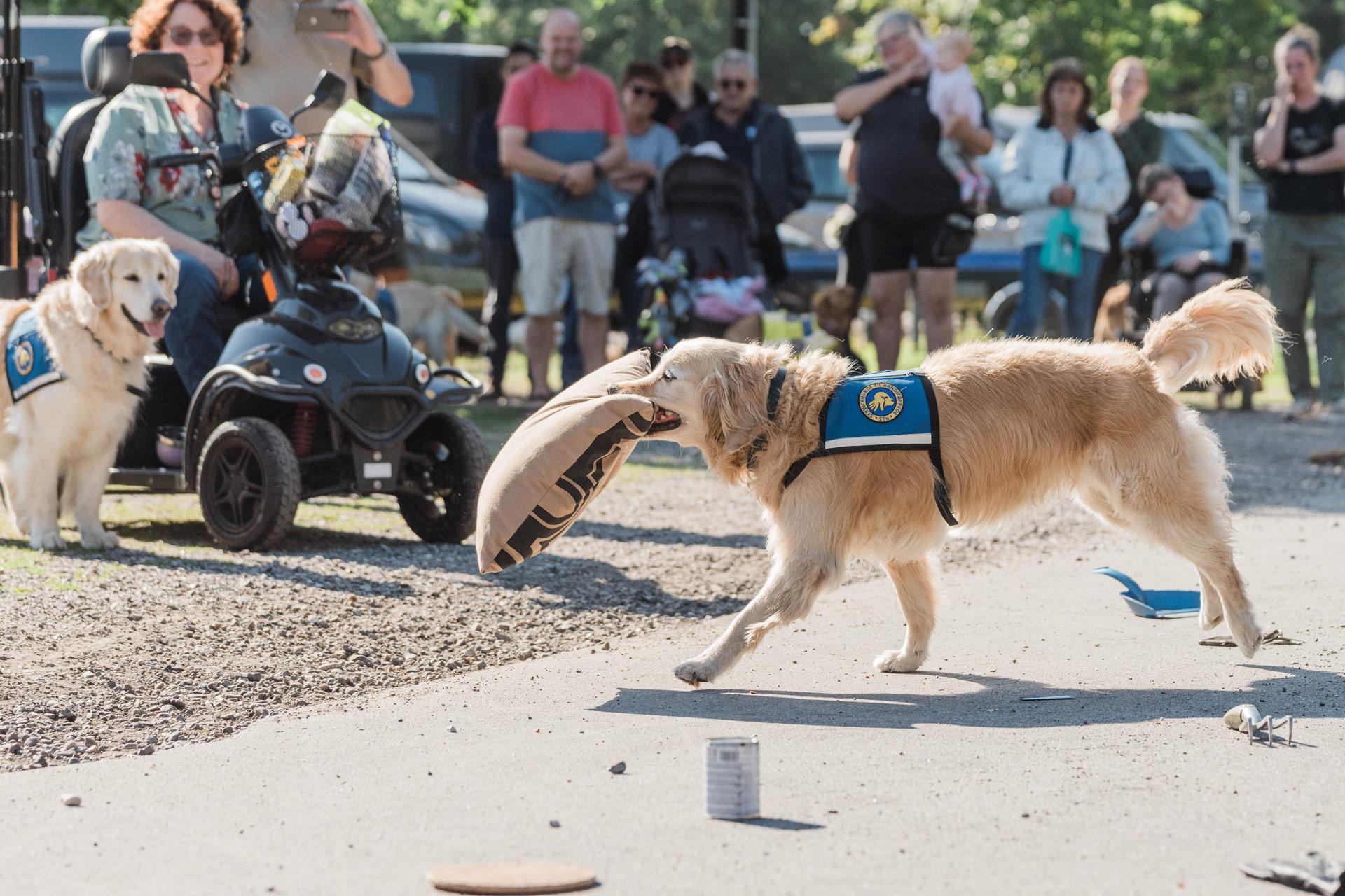 Servicehund med en pude i munden 