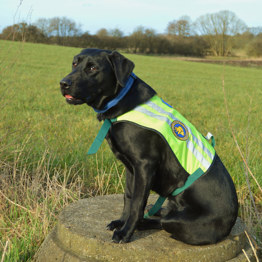 En servicehund der sidder på en sten