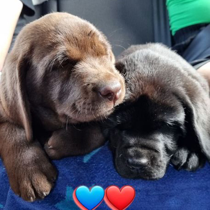 Hvalpeaspiranter Teton og Yukon