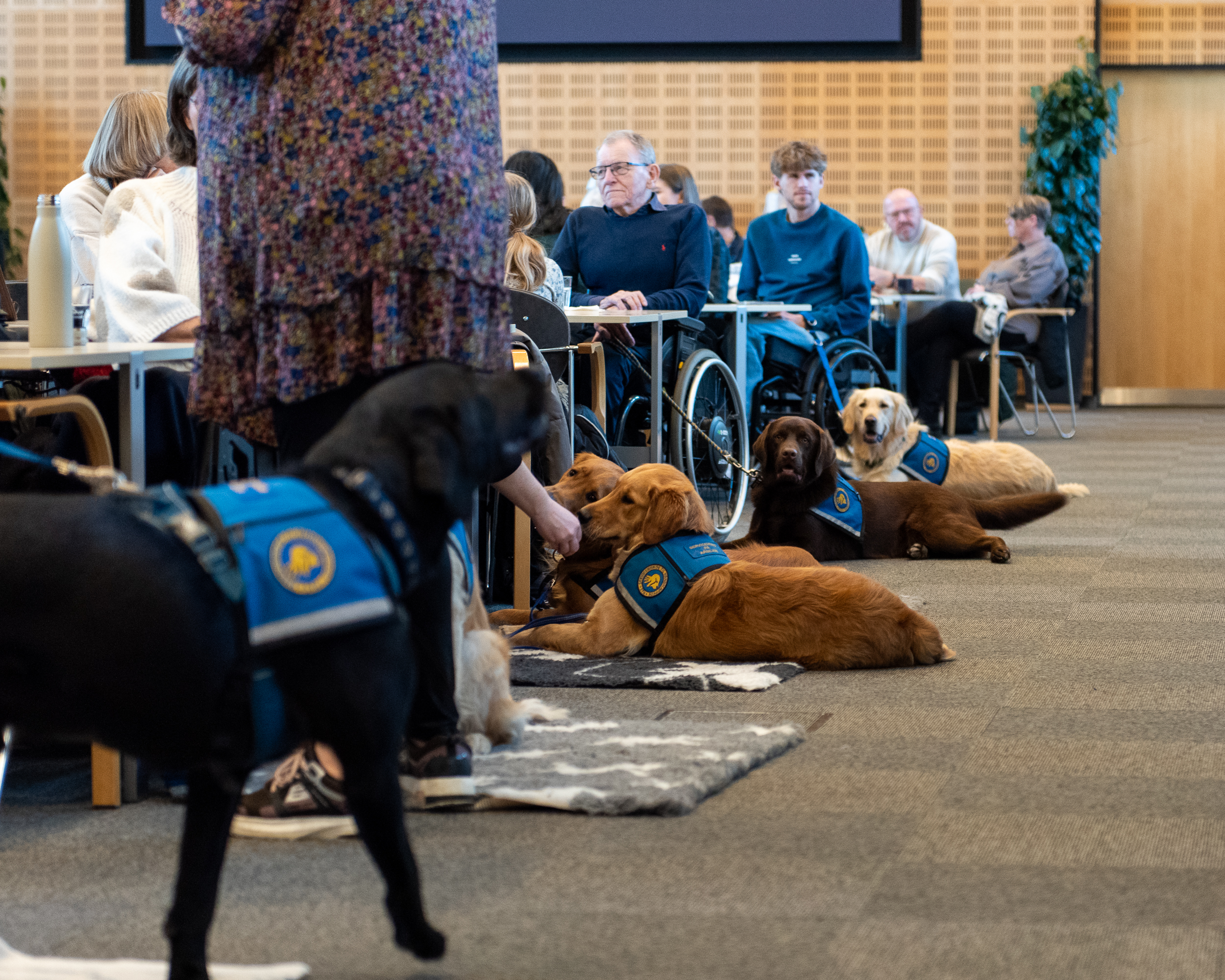 24.11.30 Hunde Og Handikatforeningen 4957