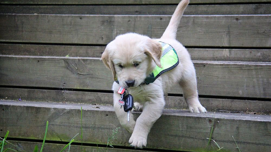Hvalpeaspirant Axel med nøgler i munden