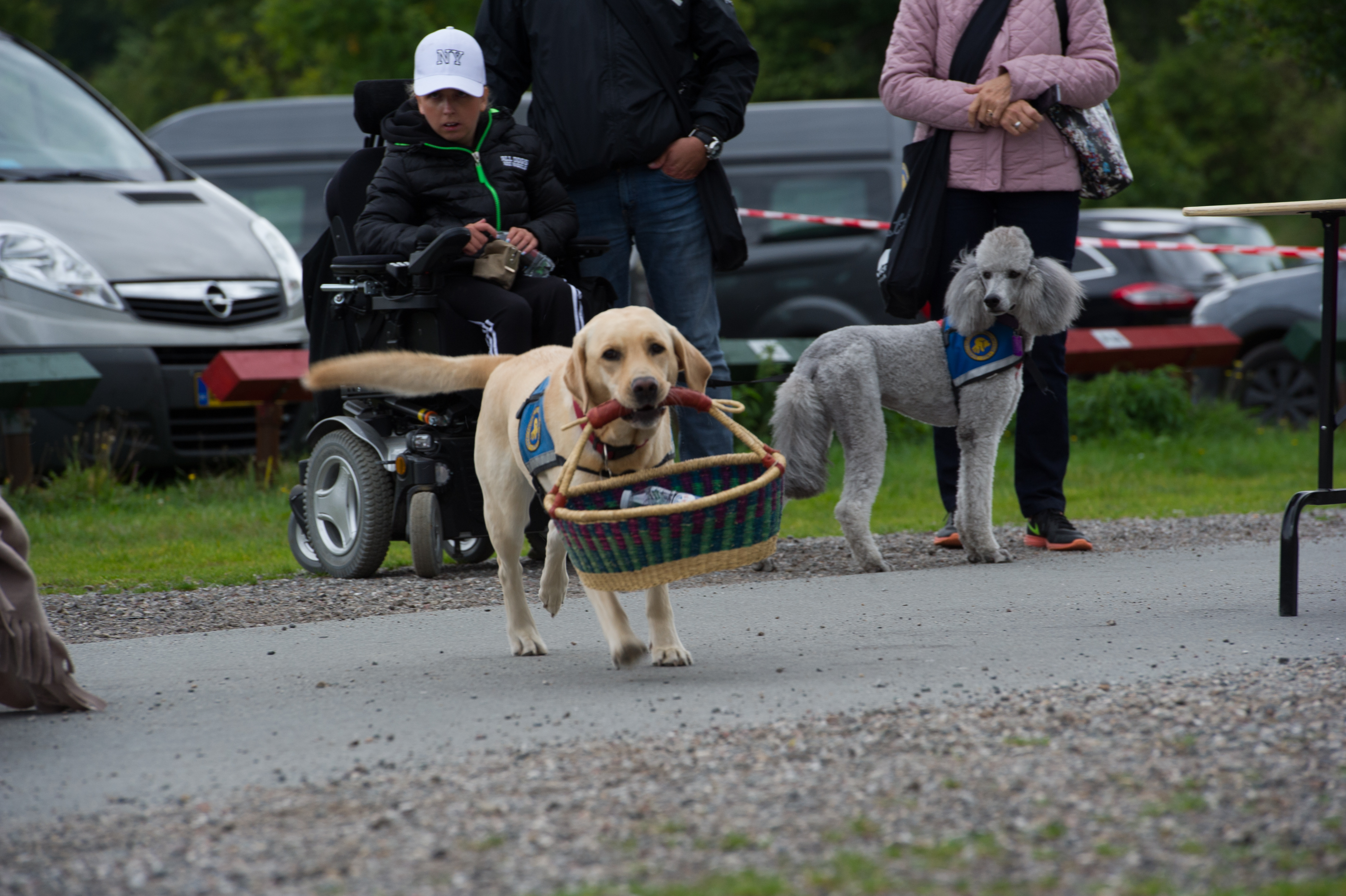 Billede af hund der bærer kurv