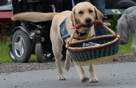 Billede af hund der bærer kurv