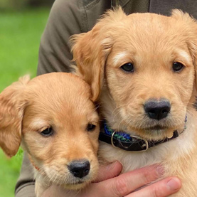 Hvalpeaspirant Penny og Peanut