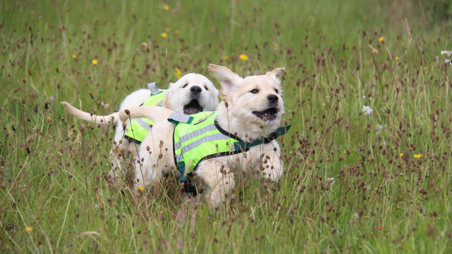Hvalpeaspirant Inger og Mc Kinney der leget i græsset sammen