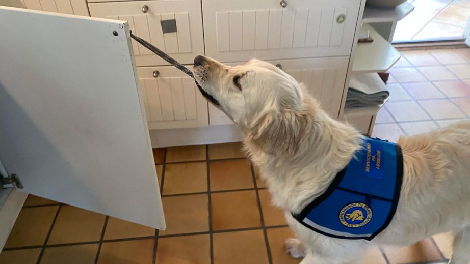 Servicehunden Stormy åbner en skabslåge