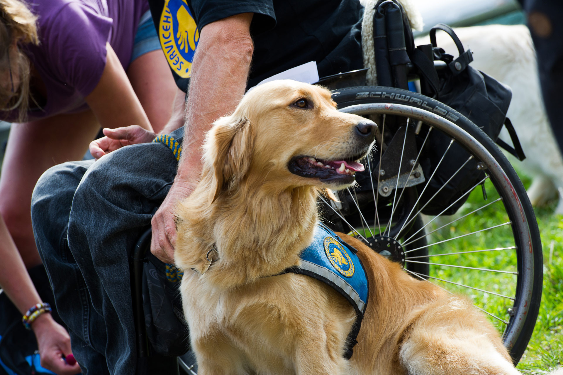 Servicehund med dens bruger og kigger væk
