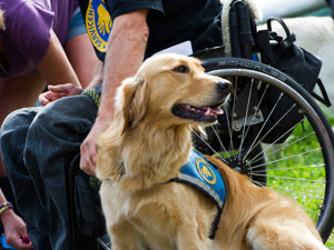 Servicehund med dens bruger og kigger væk