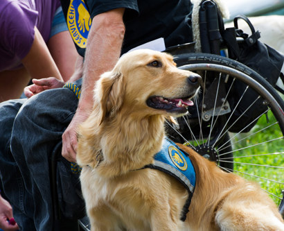 Servicehund med dens bruger og kigger væk