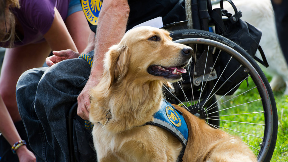 Servicehund med dens bruger og kigger væk