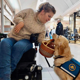 Servicehund med en kurv i munden på tur i et shoppingcenter med dens bruger
