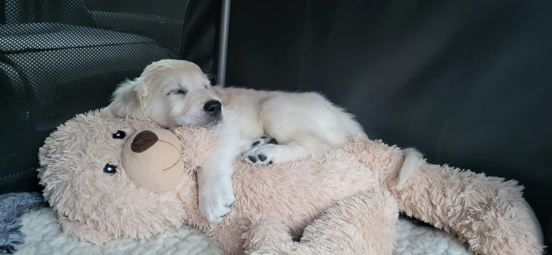 Hvalpeaspirant Timber ligger og sover på en stor bamse