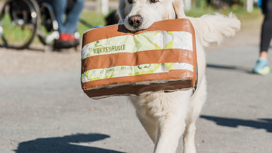 Servicehund går med køkkenrullepapir i munden 