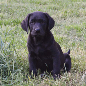 Hvalpeaspirant Shadow