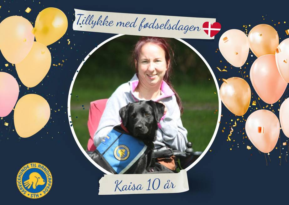 Servicehund Kaisa 10 år gammel