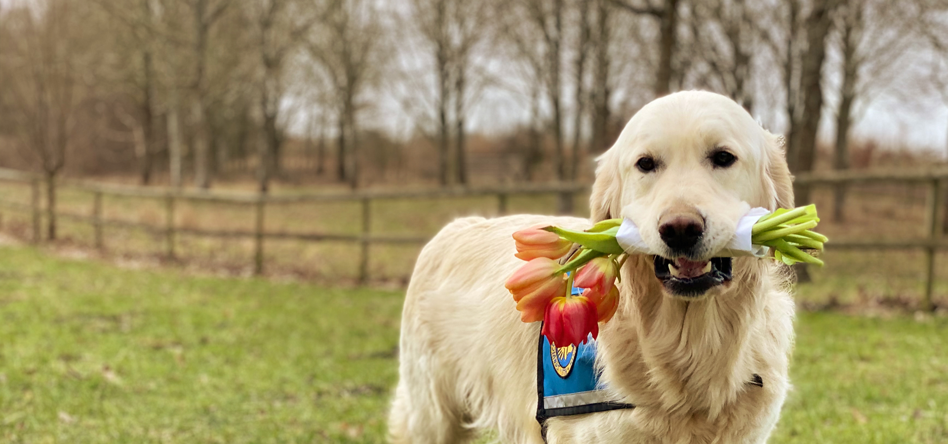 Hund Med Blomster I Mund