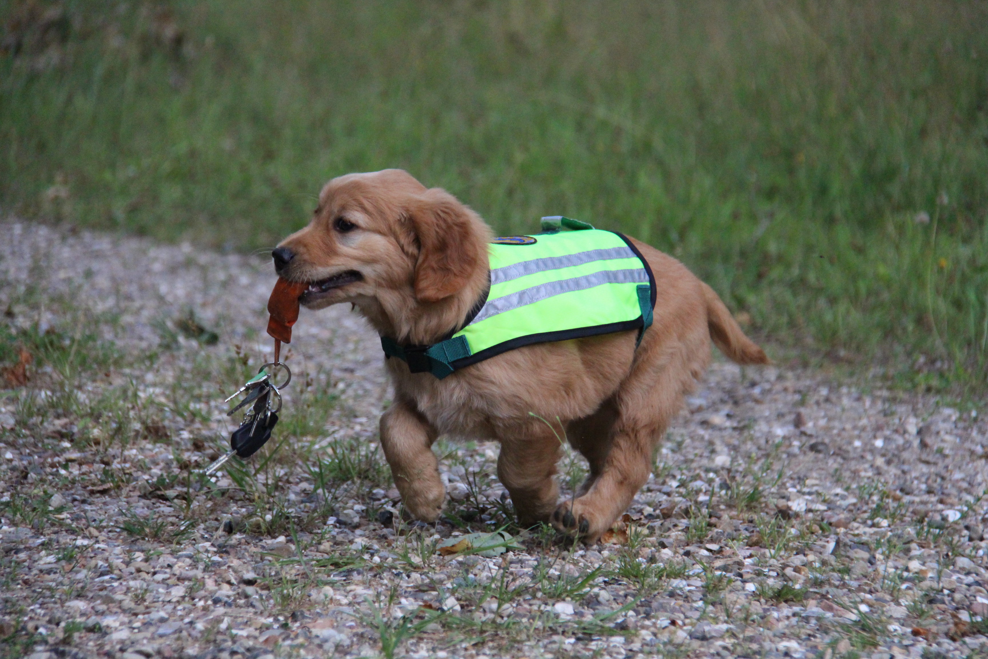 hvalp til servicehund