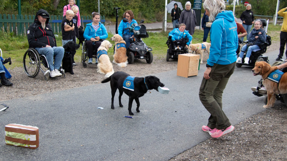 Hundetræning med servicehund der går med en madkasse i munden