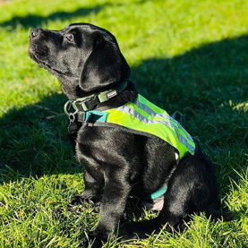 Hvalpeaspirant Ludvig med ID vest kigger op