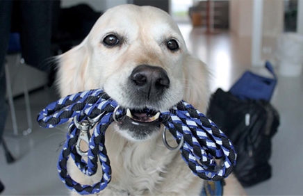 kunst fred stærk Servicehund og socialhund - hjælp til fysisk handicap l STH