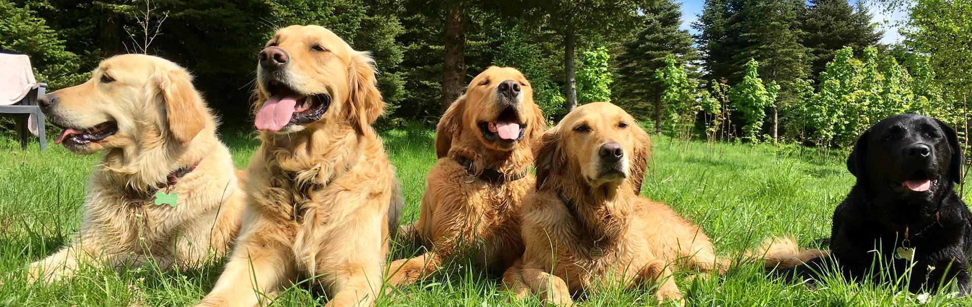 Hunde I Specialtræning