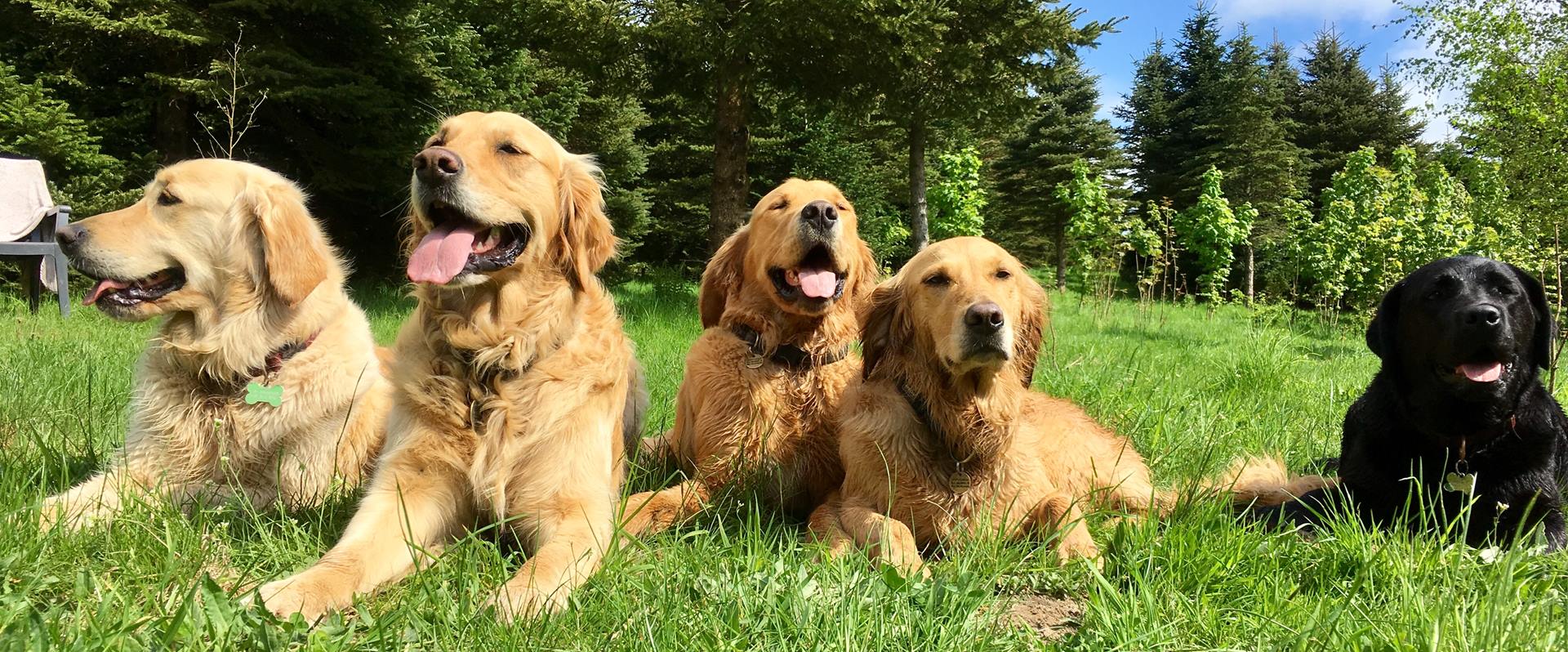 Hunde I Specialtræning