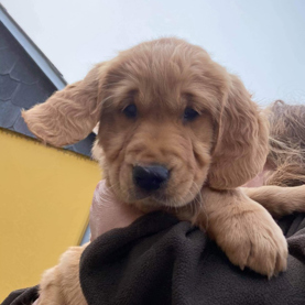 Hvalpeaspirant Bongo