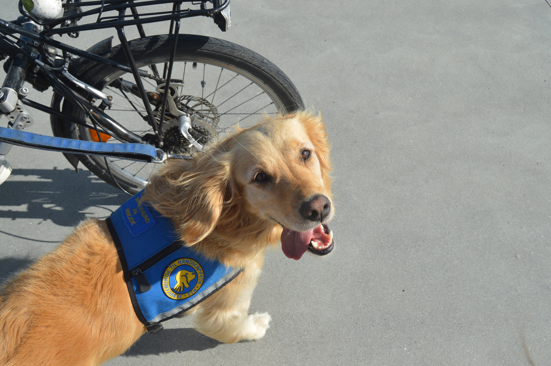 Servicehund på tur og kigger op
