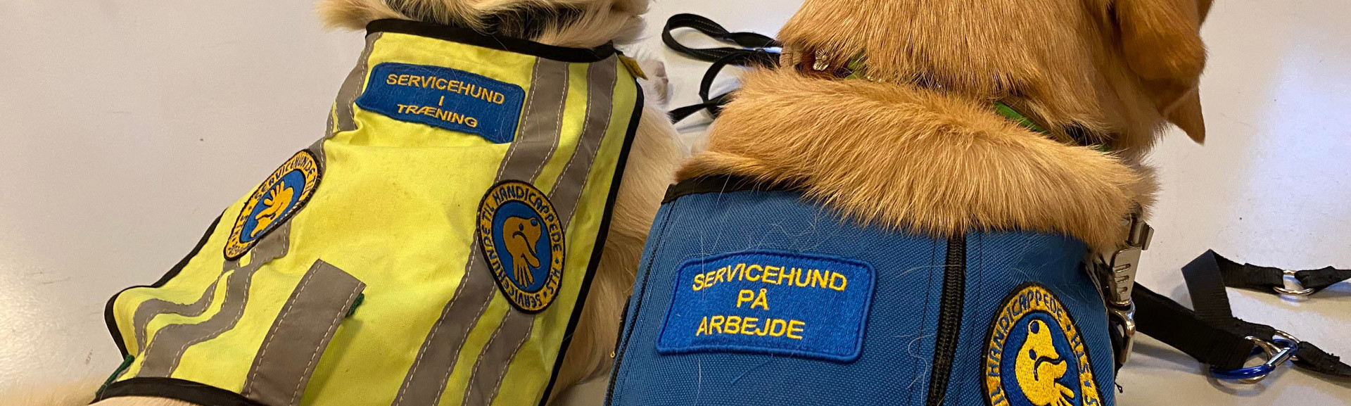 To servicehunde der ligger på gulvet med ryggen til og har ID veste på