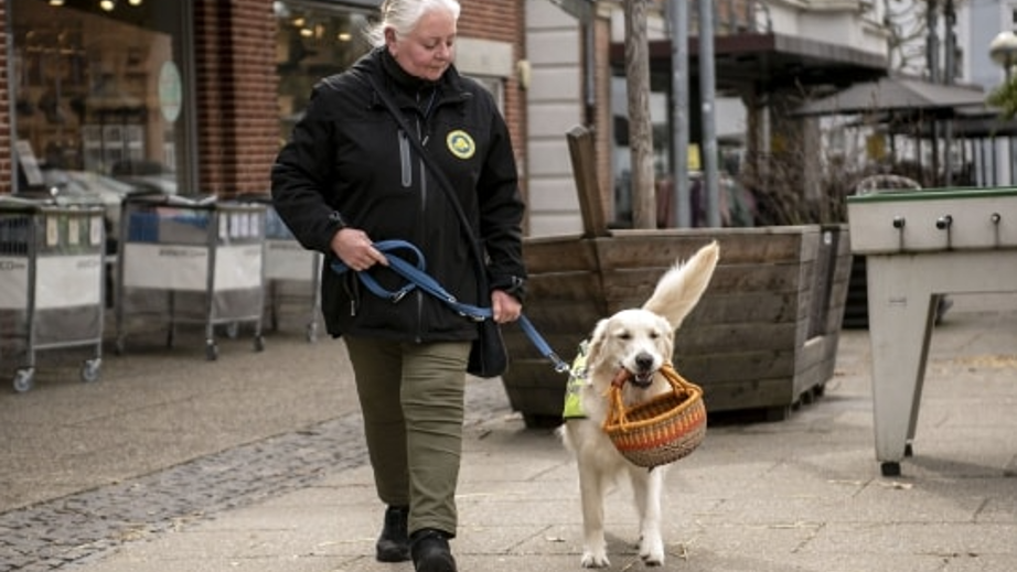 Servicehunden Mc Kinney på tur