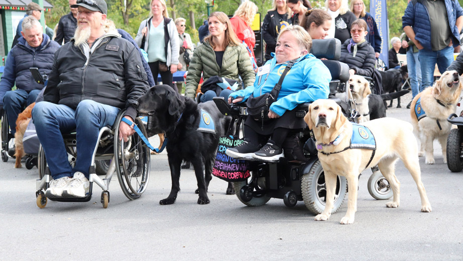 Flere servicehunde og brugere på tur med deres familier