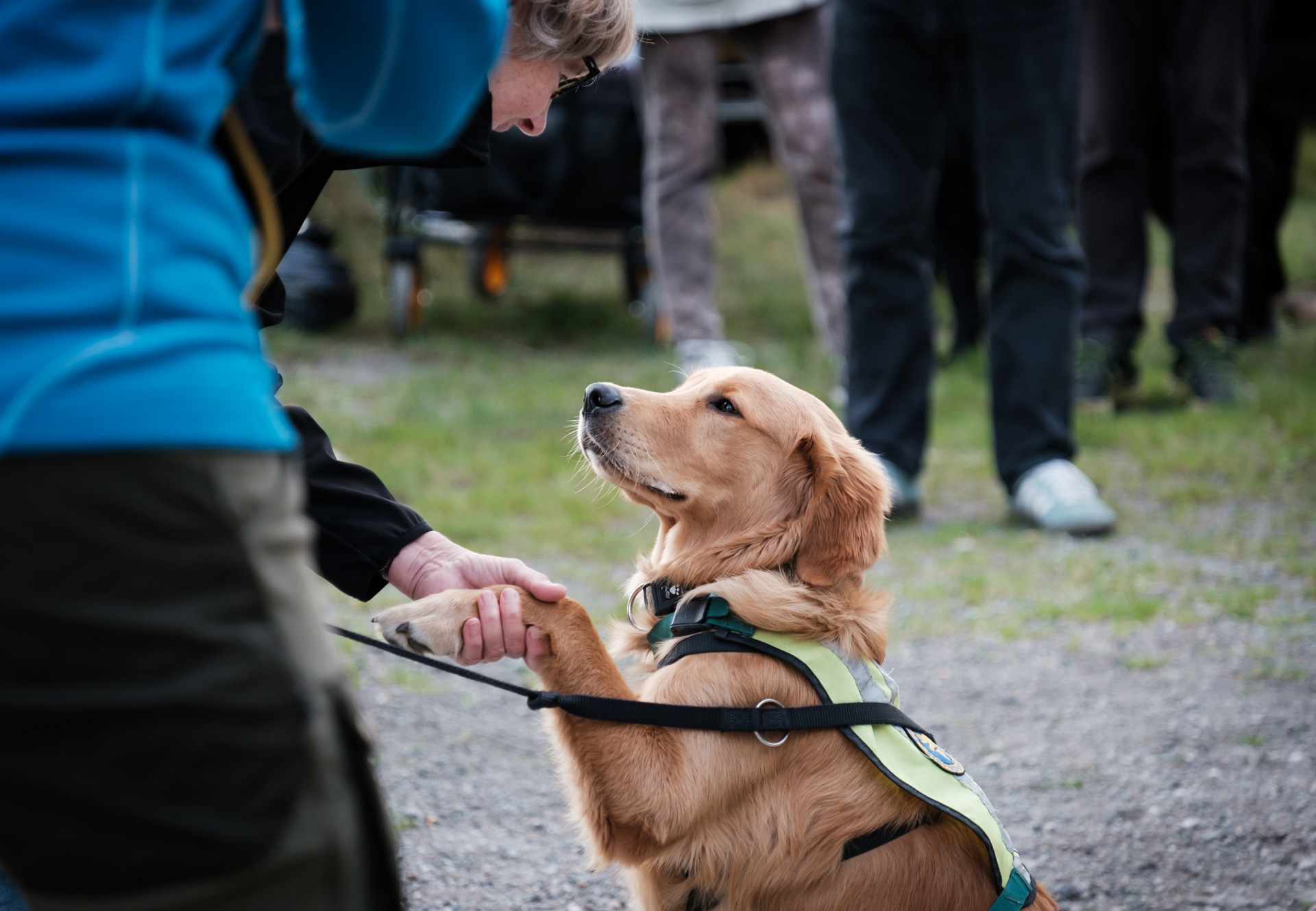 Servicehund giver pote til hundeinstruktør til Dog A Thon