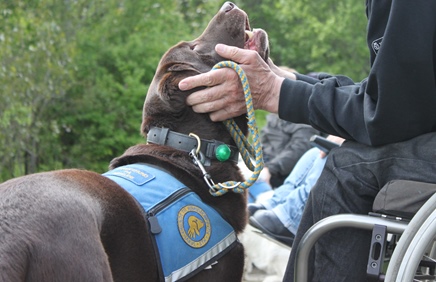 Billede af servicehund